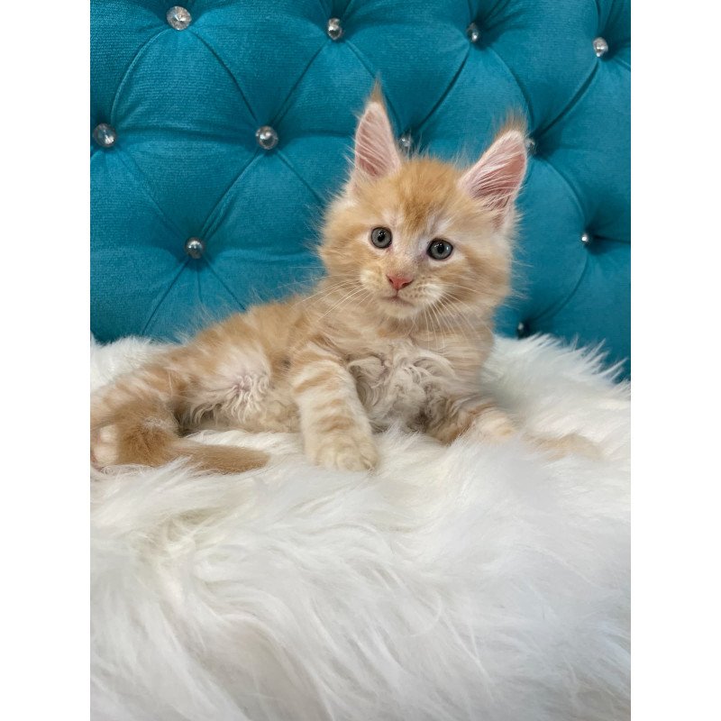 Maine Coon NOV Nicholas