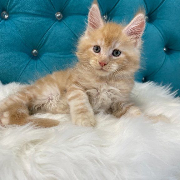 Maine Coon NOV Nicholas