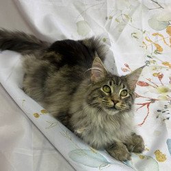 Maine Coon Ikarus