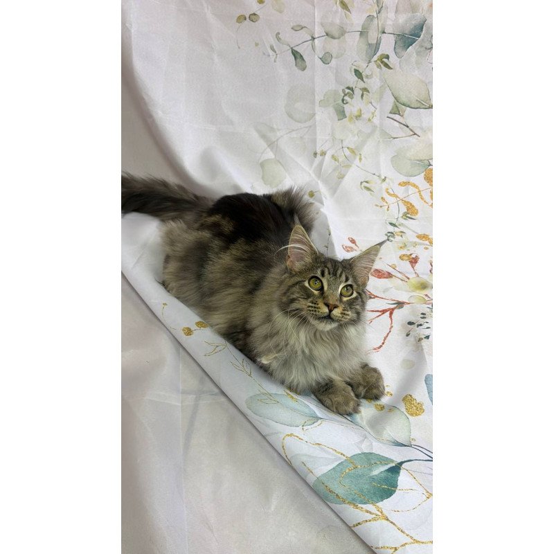 Maine Coon Ikarus