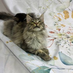 Maine Coon Ikarus
