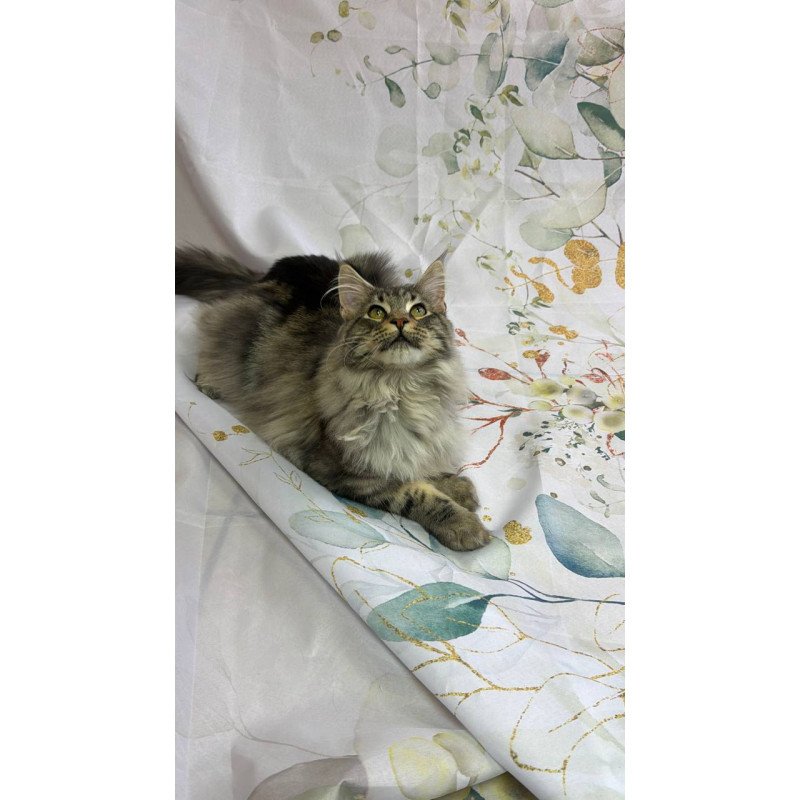 Maine Coon Ikarus