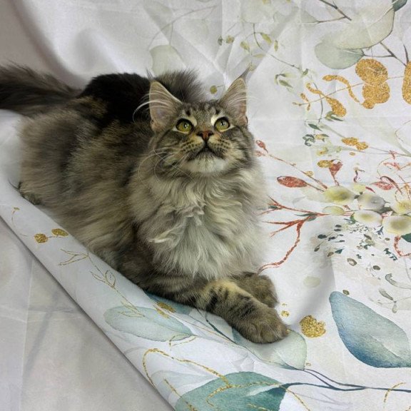 Maine Coon Ikarus