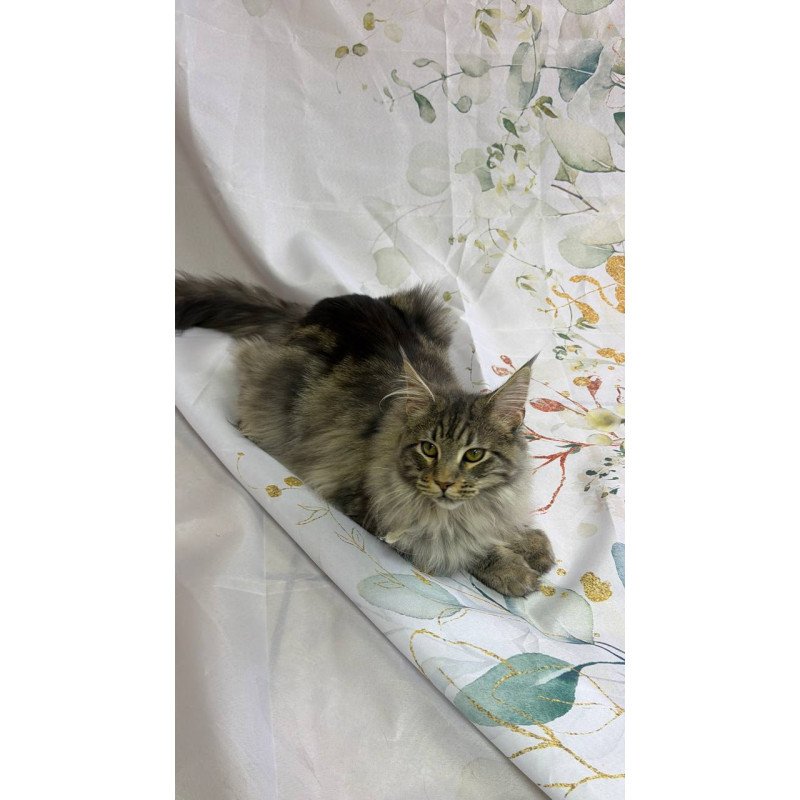 Maine Coon Ikarus