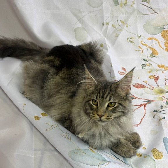 Maine Coon Ikarus