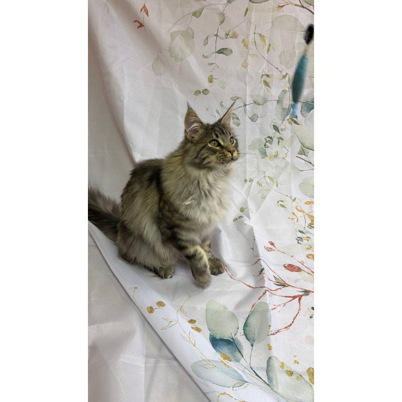 Maine Coon Ikarus