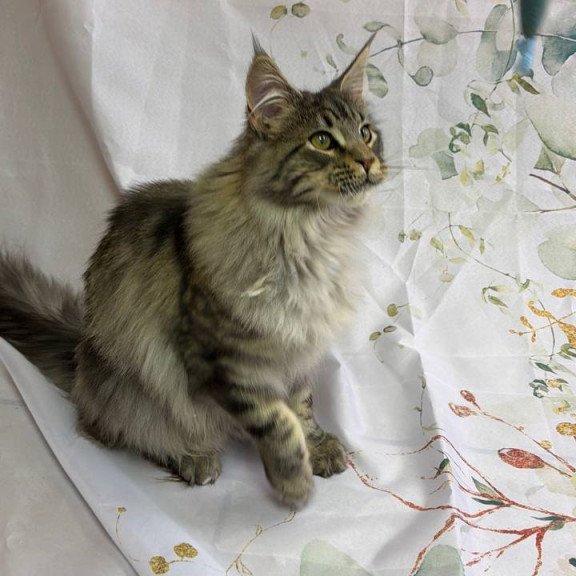 Maine Coon Ikarus