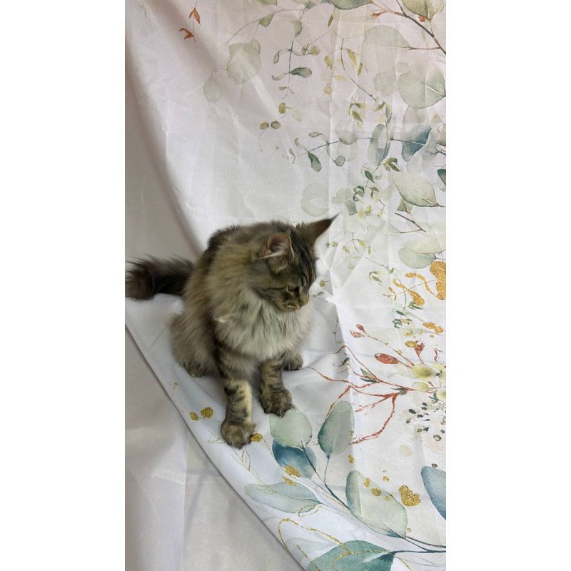 Maine Coon Ikarus