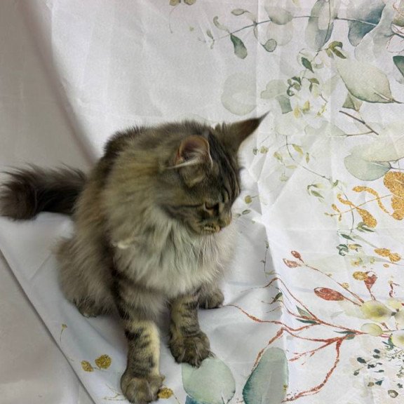 Maine Coon Ikarus