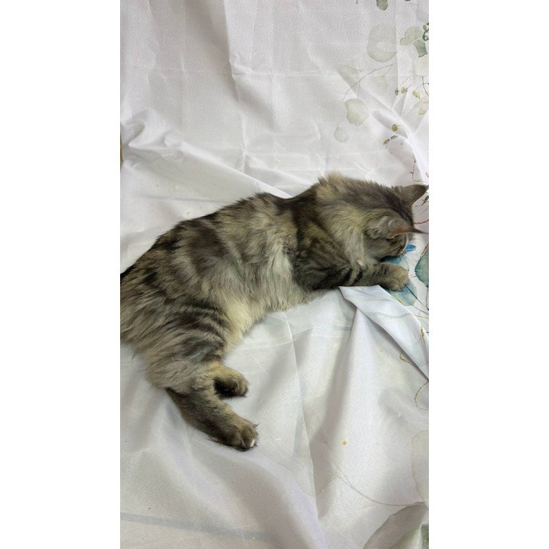 Maine Coon Ikarus