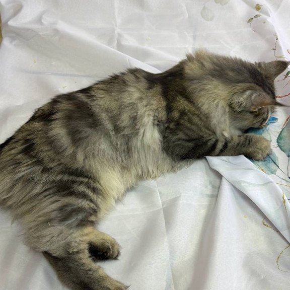 Maine Coon Ikarus