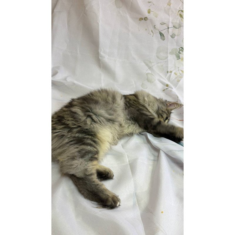 Maine Coon Ikarus