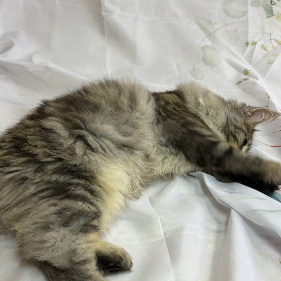 Maine Coon Ikarus