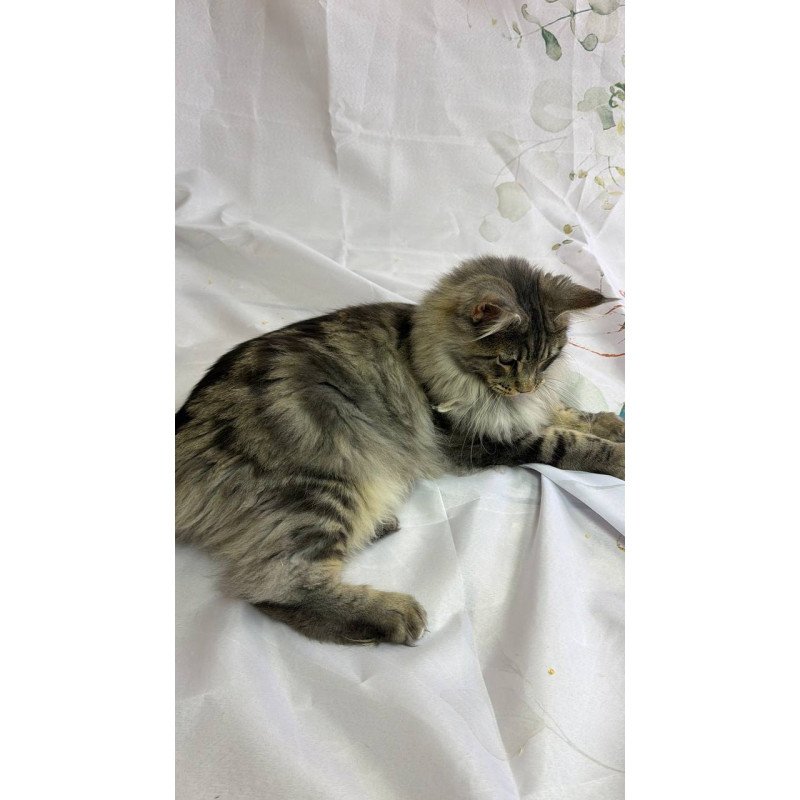 Maine Coon Ikarus
