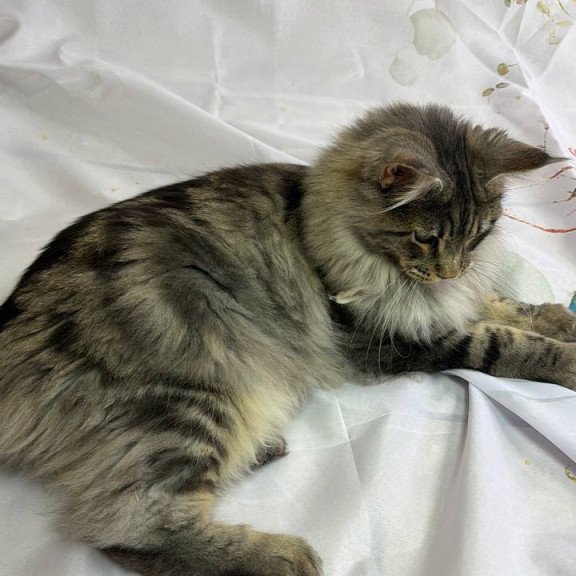 Maine Coon Ikarus
