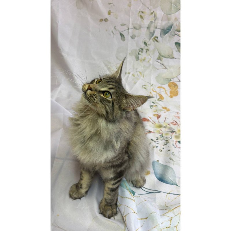 Maine Coon Ikarus