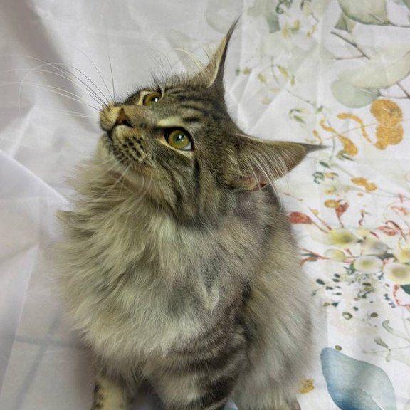Maine Coon Ikarus