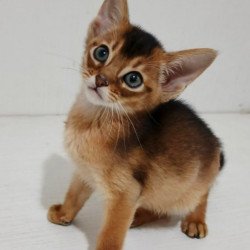 Abyssinian Gemma
