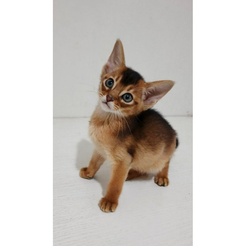 Abyssinian Gemma