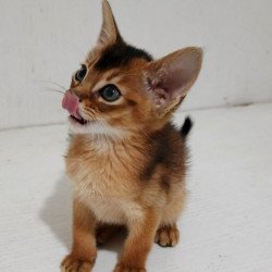 Abyssinian Gemma