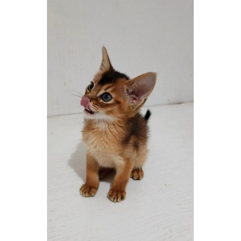Abyssinian Gemma