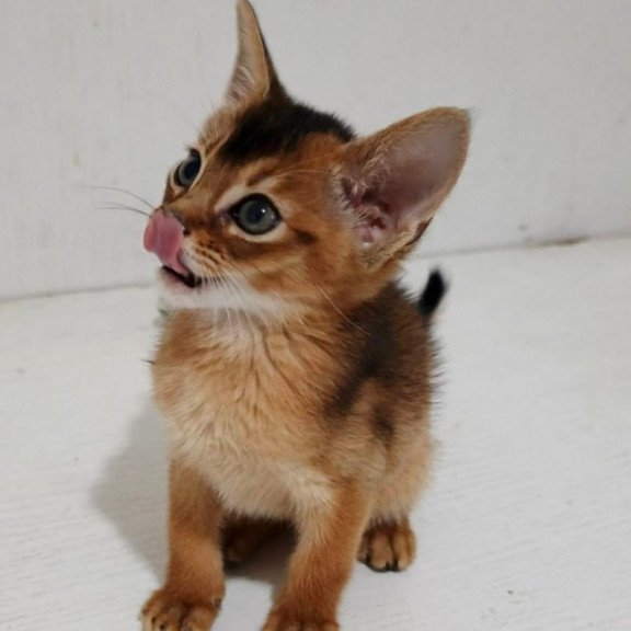 Abyssinian Gemma