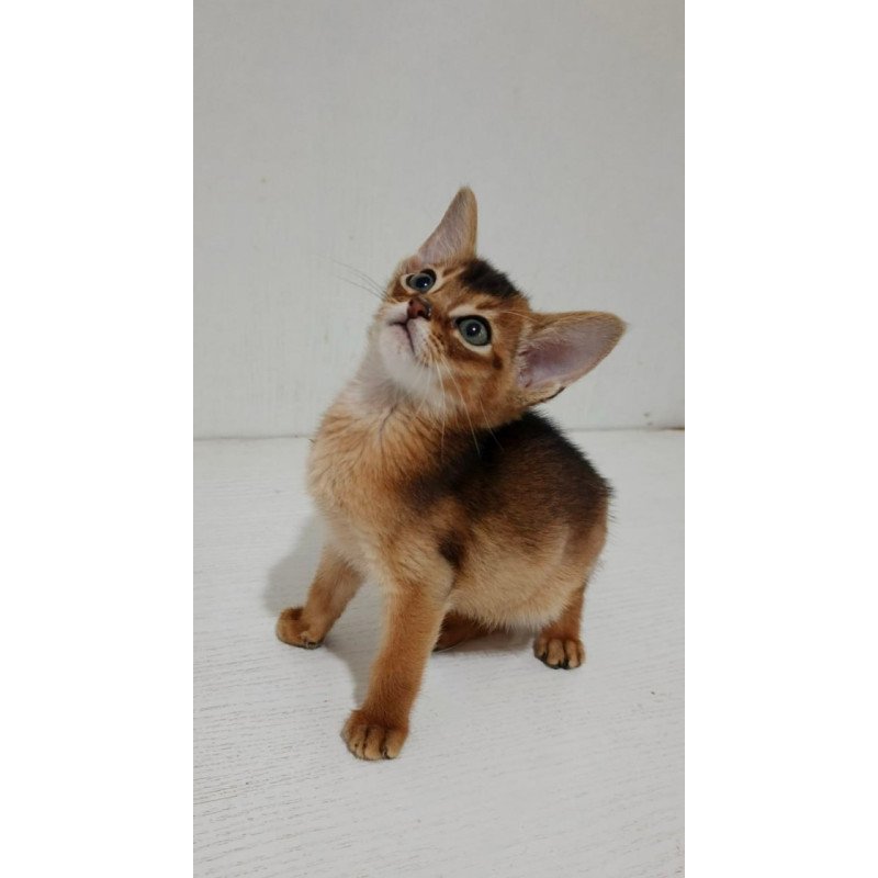 Abyssinian Gemma