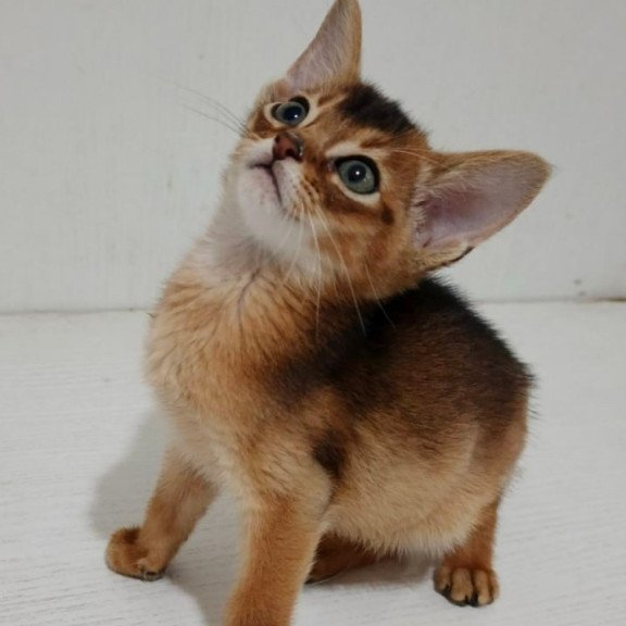 Abyssinian Gemma