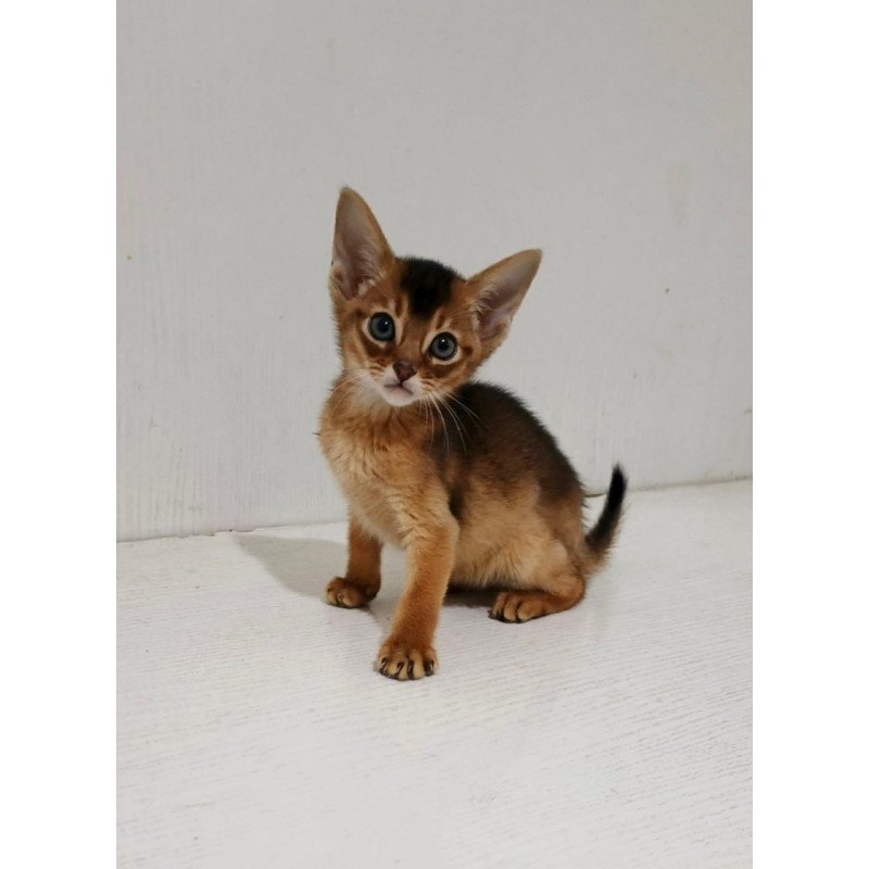 Abyssinian Gemma