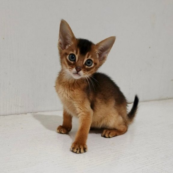 Abyssinian Gemma