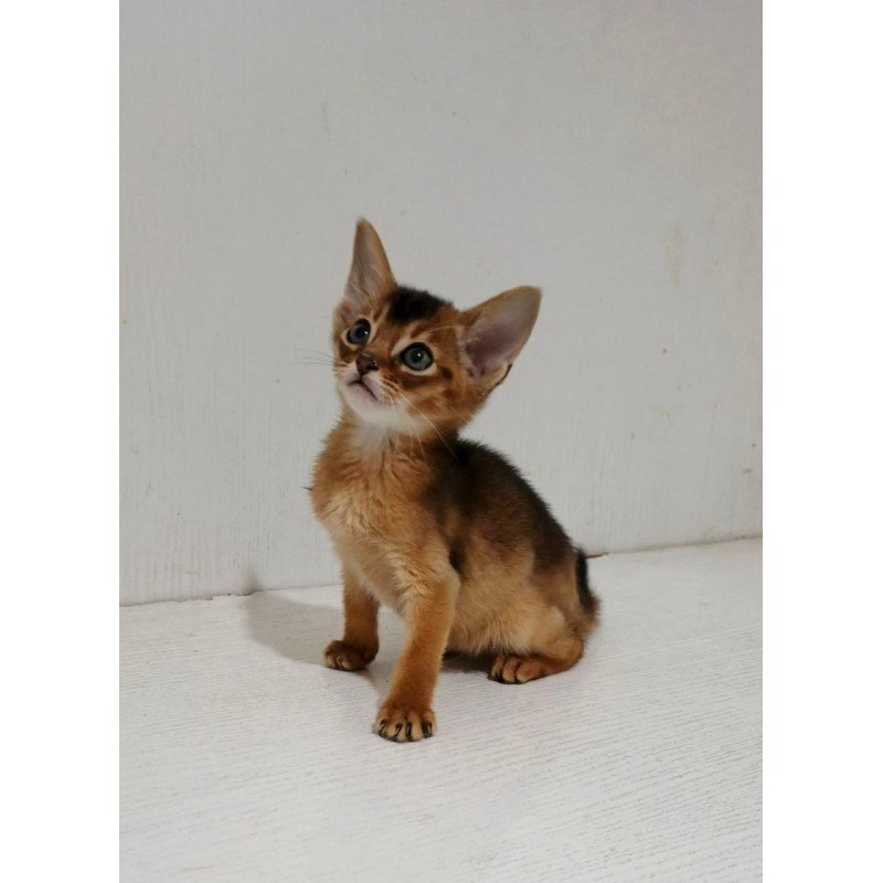 Abyssinian Gemma