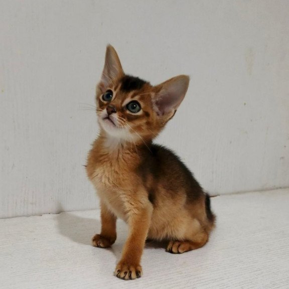 Abyssinian Gemma