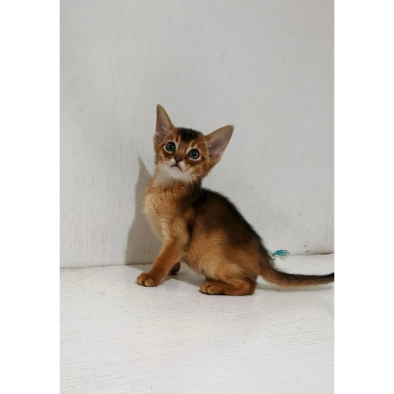 Abyssinian Gemma