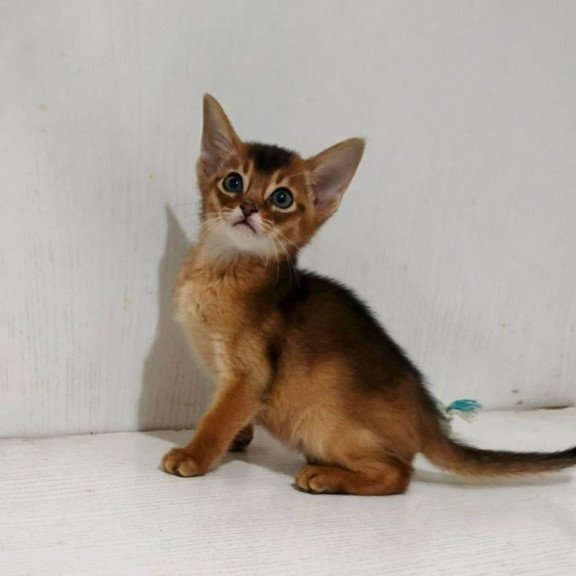 Abyssinian Gemma