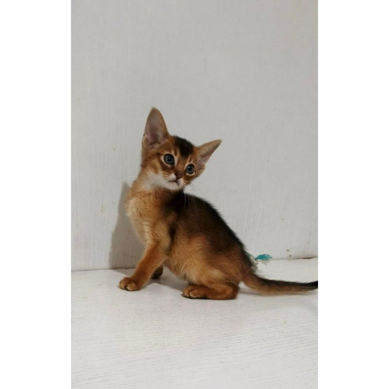 Abyssinian Gemma