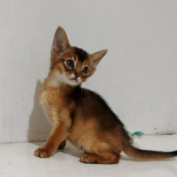 Abyssinian Gemma