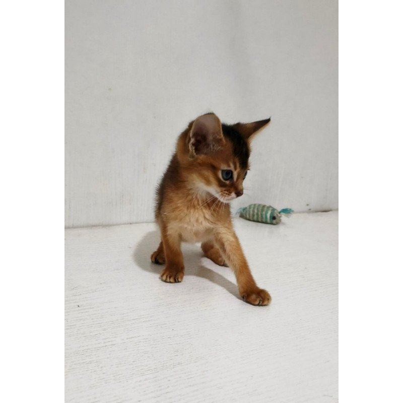 Abyssinian Gemma