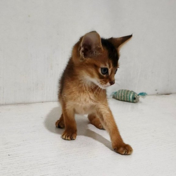 Abyssinian Gemma