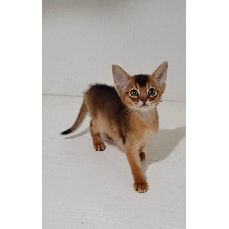 Abyssinian Gemma