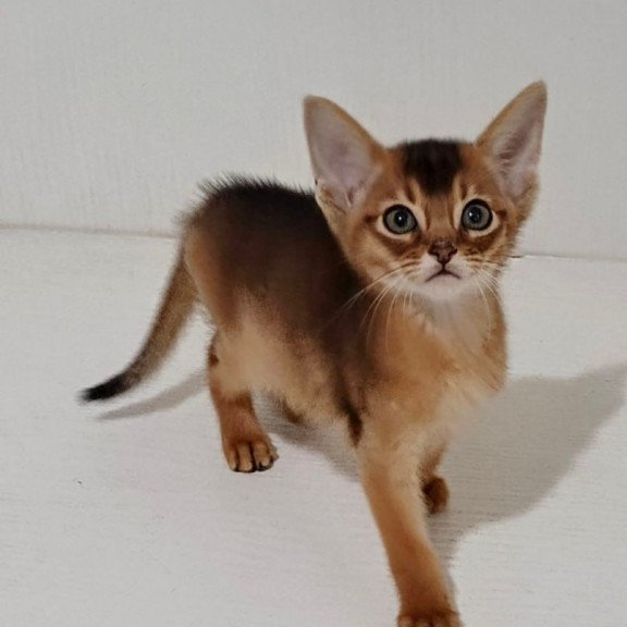 Abyssinian Gemma