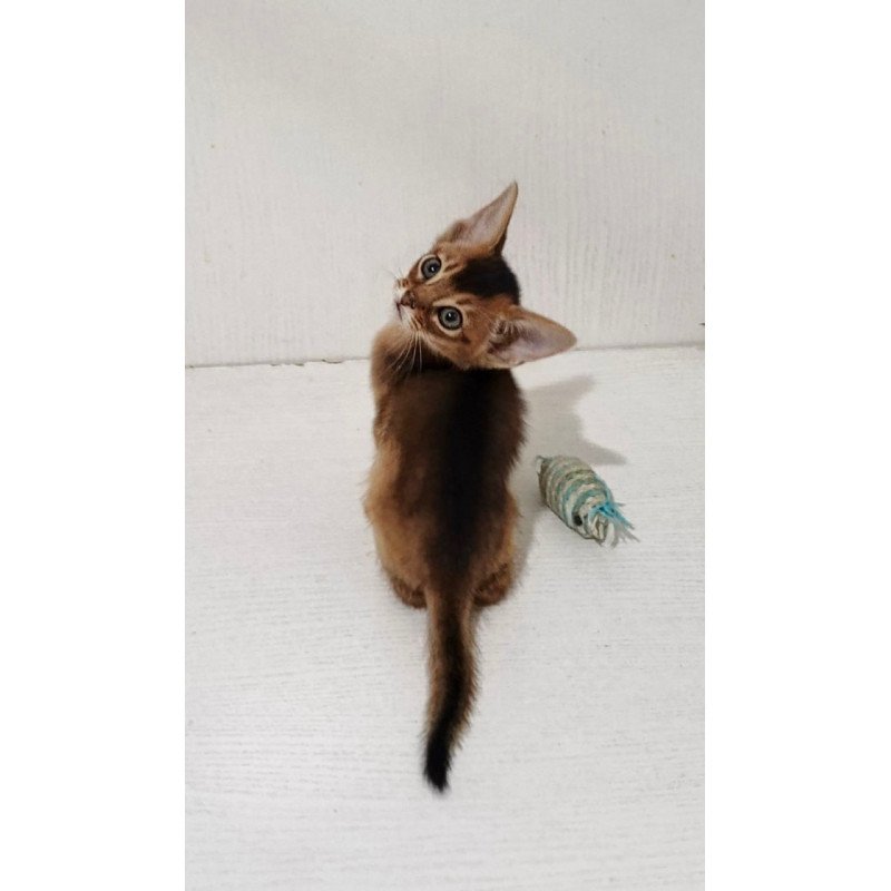 Abyssinian Gemma