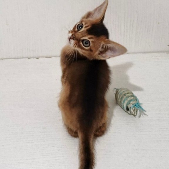 Abyssinian Gemma