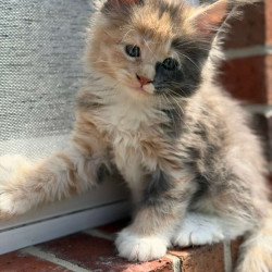 Maine Coon CK Paige...