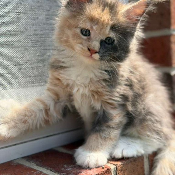 Maine Coon CK Paige Polydactyl Kitten is in USA