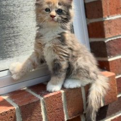 Maine Coon CK Paige...