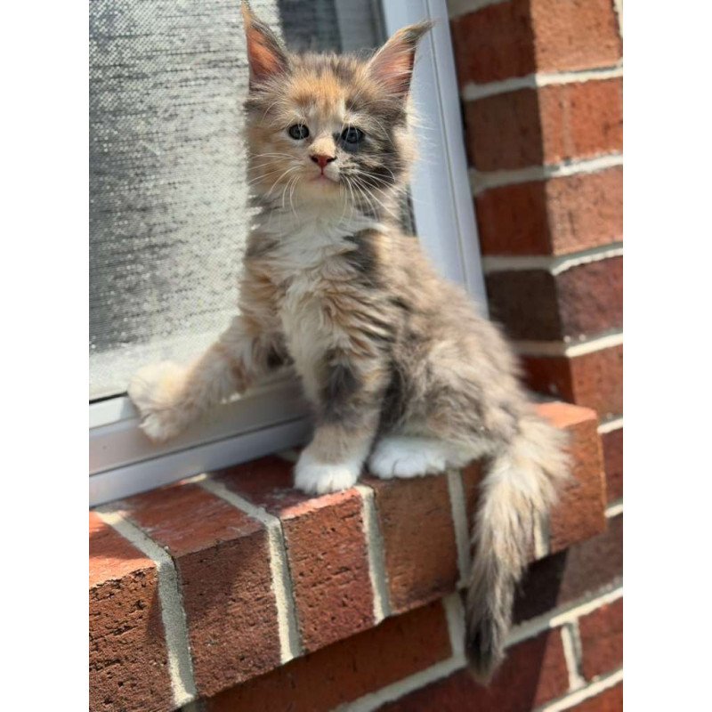 Maine Coon CK Paige Polydactyl Kitten is in USA