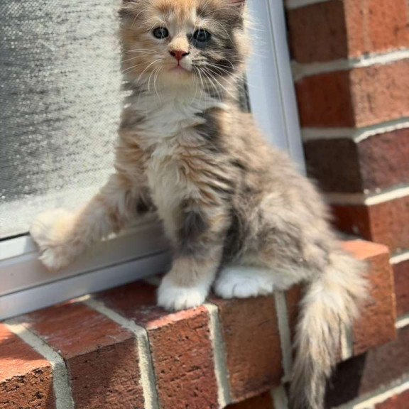 Maine Coon CK Paige Polydactyl Kitten is in USA