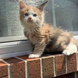 Maine Coon CK Phoebe Kitten...