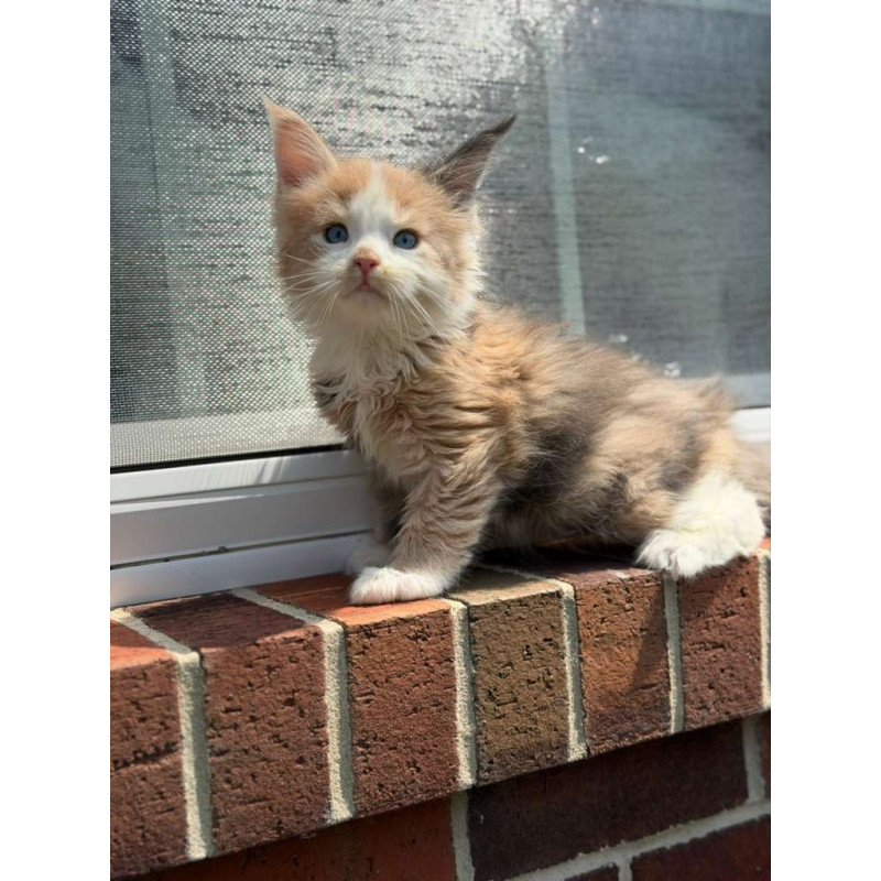 Maine Coon CK Phoebe Kitten is in USA