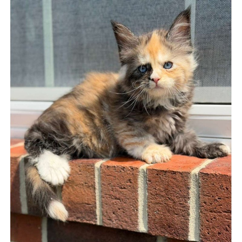 Maine Coon CK Piper Polydactyl Kitten is in USA